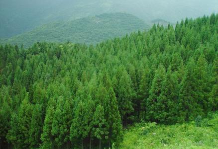 发展林业生物质能源助力绿色发展