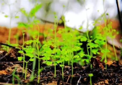 湖南省召开农用地土壤污染状况详查点位布设及