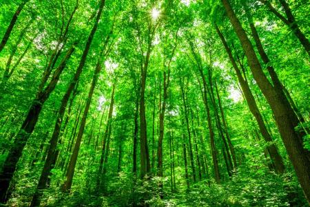 浅谈森林资源资产评估
