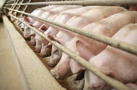 湖南衡阳：督查过后养猪业的人生百态 环保整治