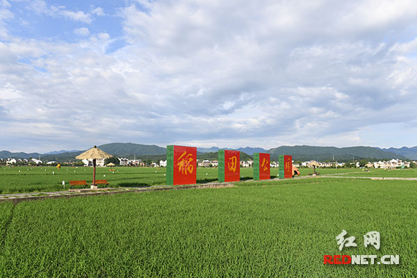 【绿色发展 绿色生活】湖南安仁：“稻田公园”