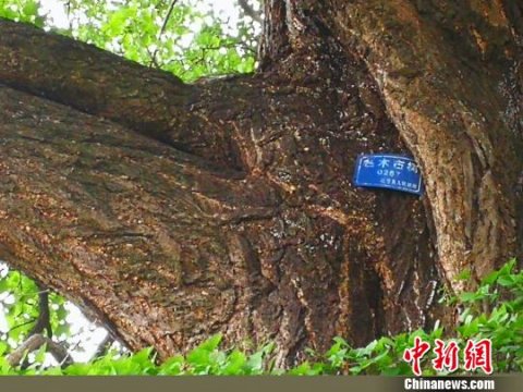 四川旺苍发现一棵上千年古银杏树年产果达1吨以