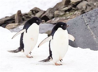 气候和地形地貌影响着企鹅栖息地演化